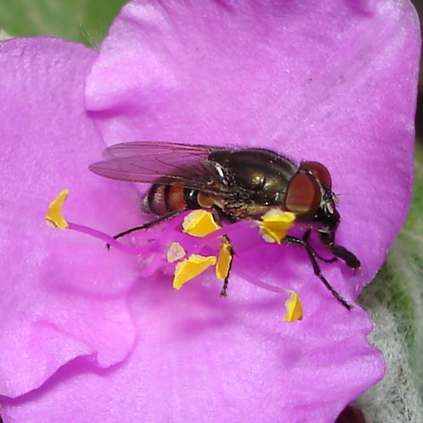 Mosca violet passion! Stomorhina lunata