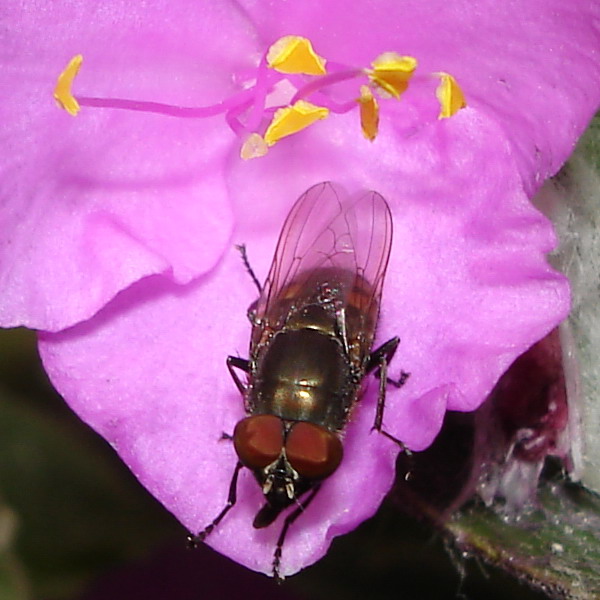 Mosca violet passion! Stomorhina lunata