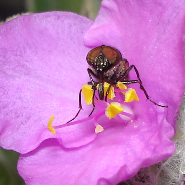 Mosca violet passion! Stomorhina lunata