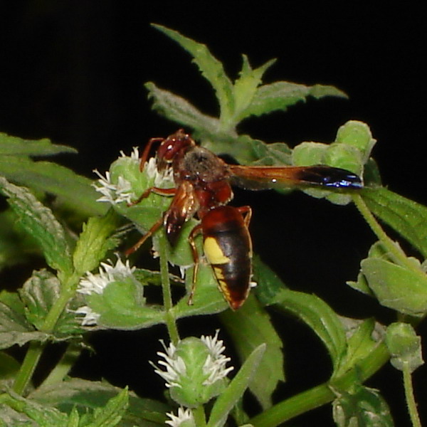 imenottero (Rhynchium oculatum)