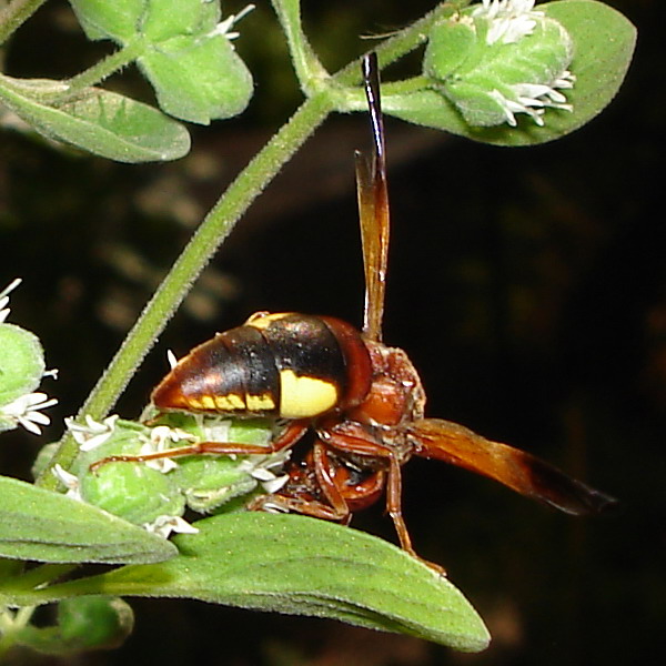 imenottero (Rhynchium oculatum)