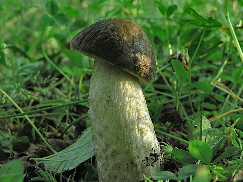 una dedica a Gi� ed Enzo (il liguaggio dei funghi)