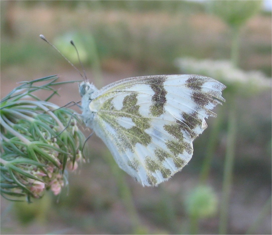 Pontia edusa : ropalocero