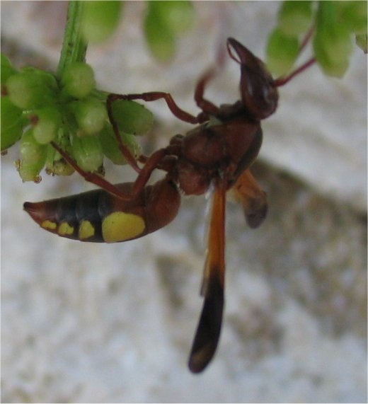 imenottero (Rhynchium oculatum)