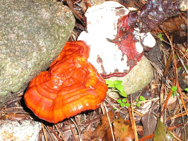 Ganoderma lucidum