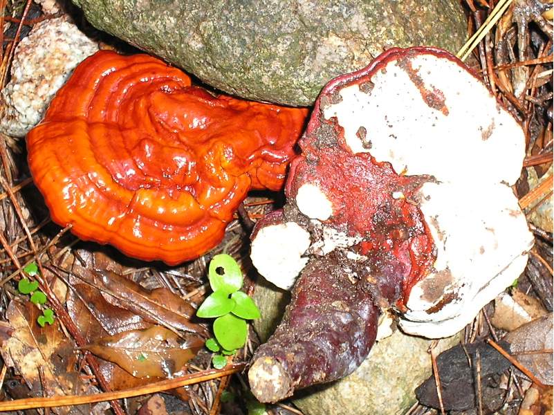 Ganoderma lucidum