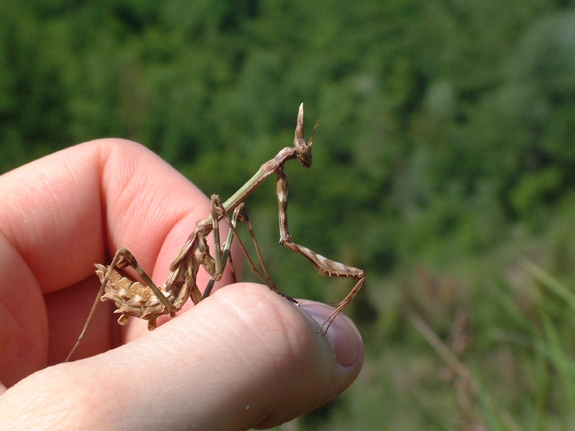 Empusa pennata