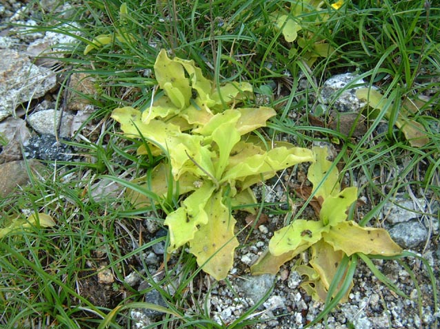 Pinguicula corsica / Erba unta della Corsica