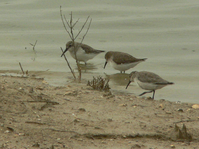 Piovanelli pancianera - Calidris alpina