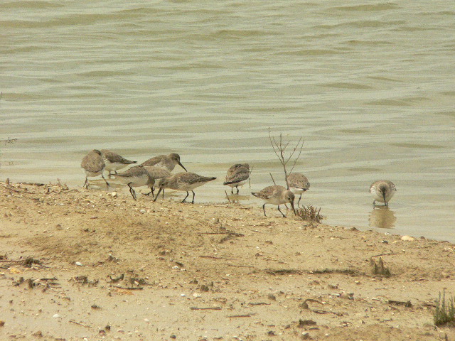 Piovanelli pancianera - Calidris alpina