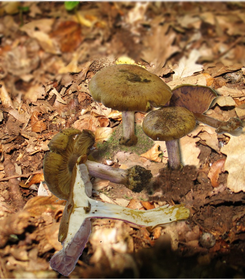 Cortinarius glaucopus ?