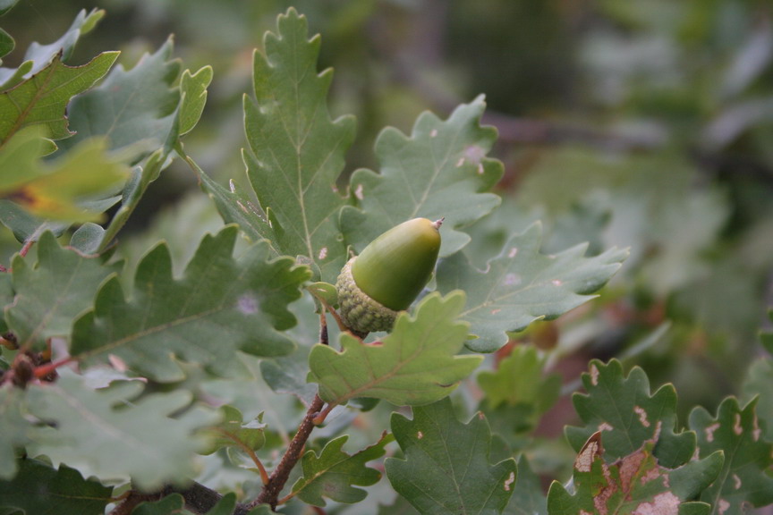 Sui colli Piacentini