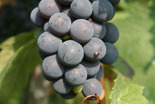 Per qualche foto macro
