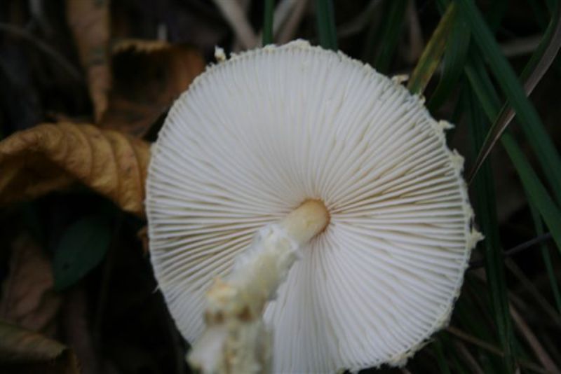 Sui colli Piacentini