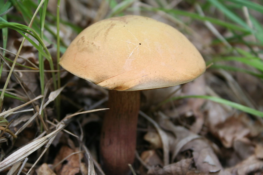 Sui colli Piacentini