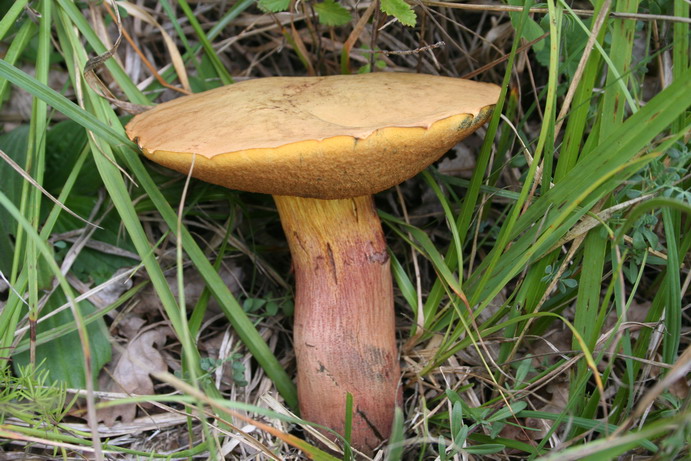 Sui colli Piacentini