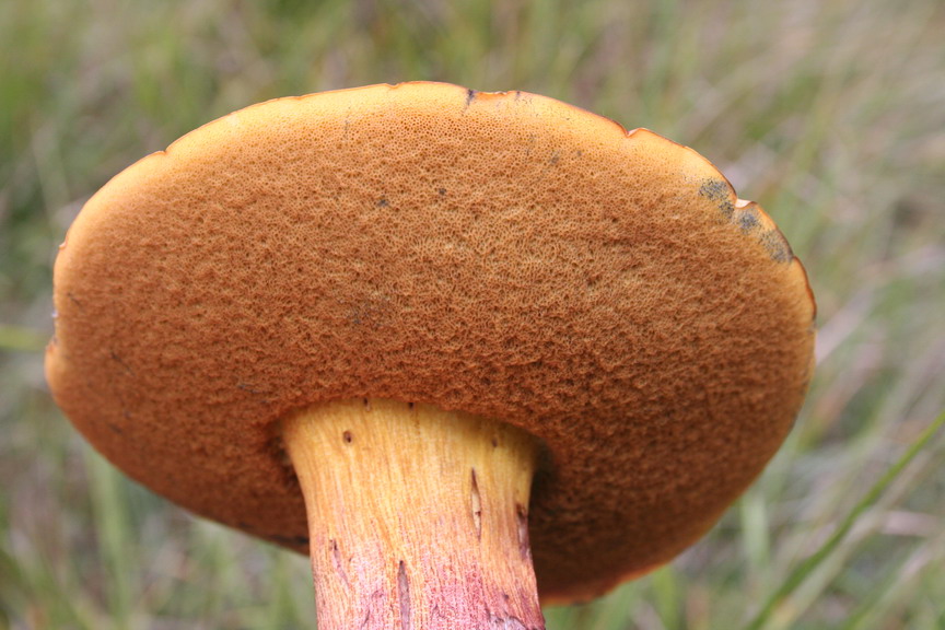 Sui colli Piacentini