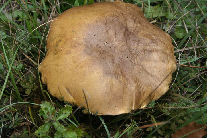 Sui colli Piacentini