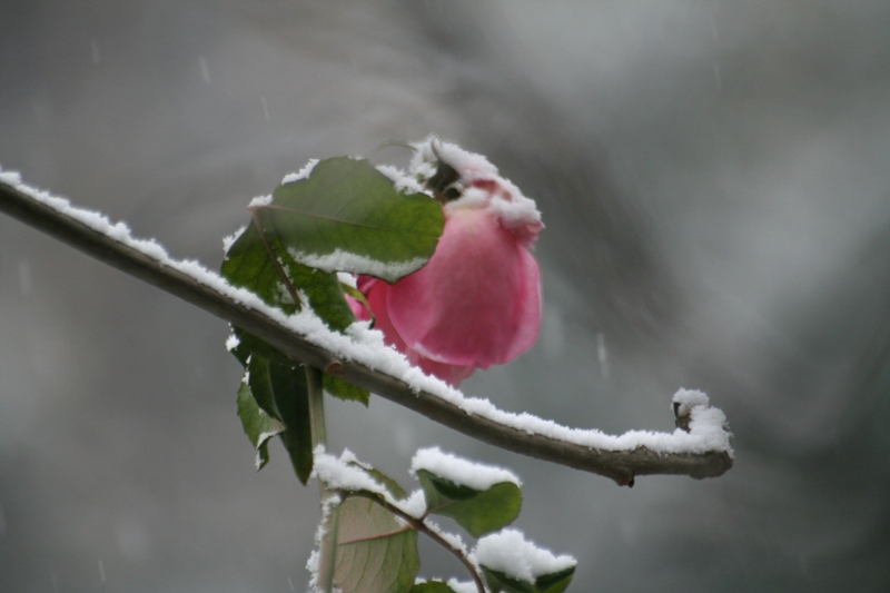 Bianco d''autunno