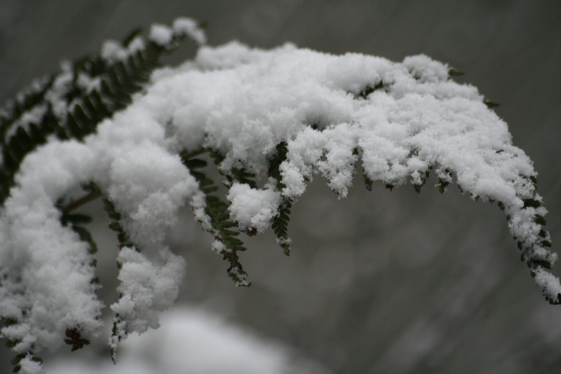 Bianco d''autunno