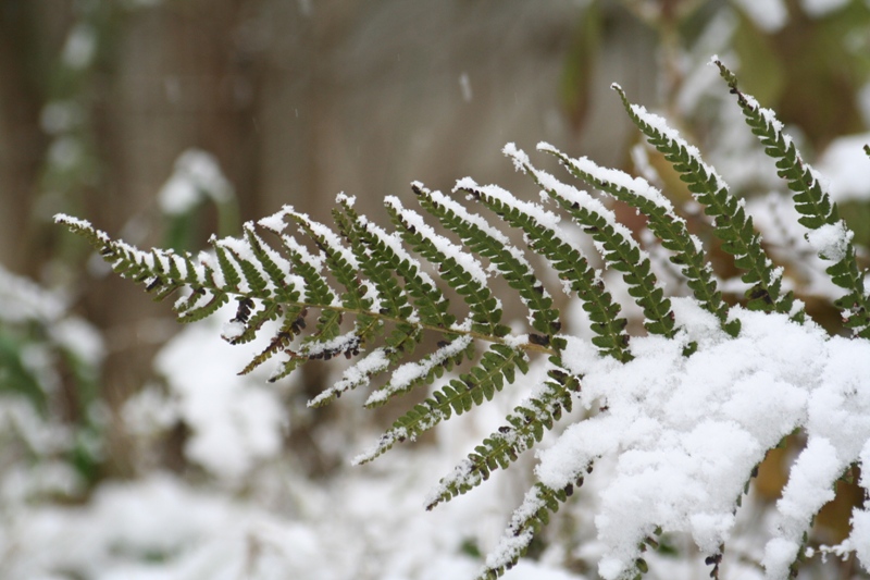 Bianco d''autunno
