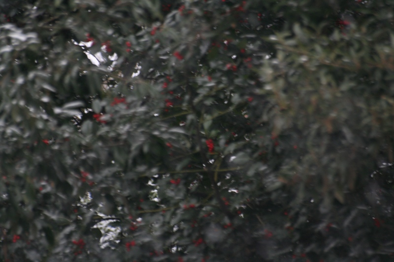 Bianco d''autunno