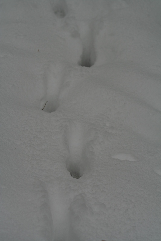 Bianco d''inverno