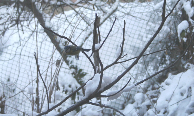 Bianco d''inverno