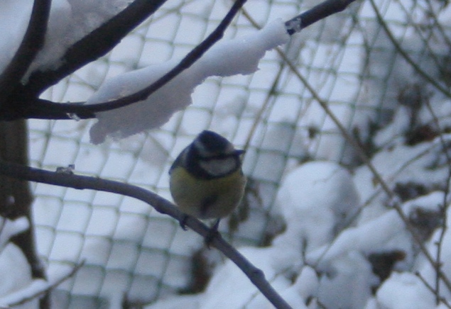 Bianco d''inverno