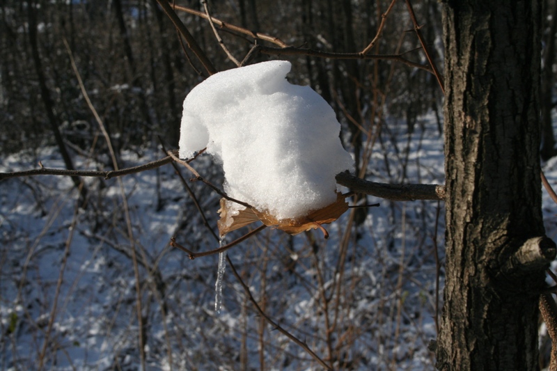 Bianco d''inverno