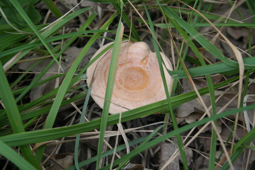 Sui colli Piacentini