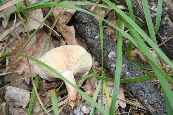 Sui colli Piacentini