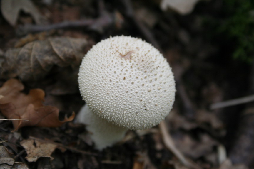 Sui colli Piacentini