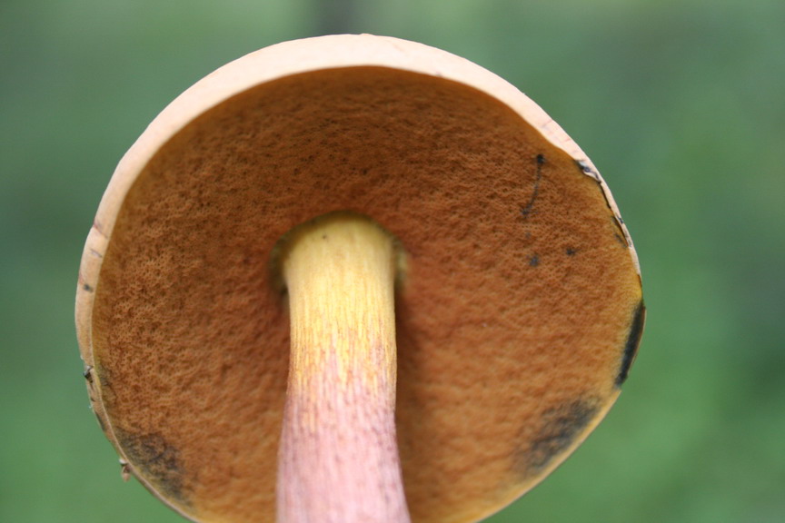 Sui colli Piacentini