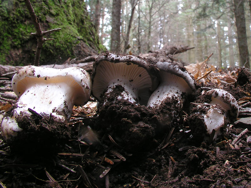 Hygrophorus marzuolus  -  Il 