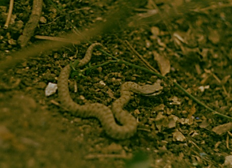 Vipera aspis
