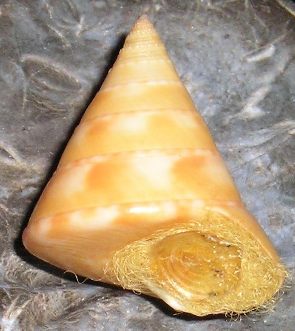 Iconografia calliostoma laugieri