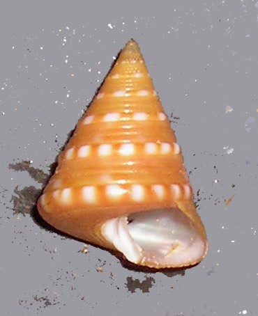 Iconografia calliostoma laugieri