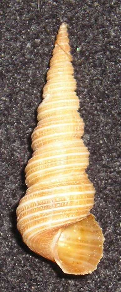 Mathildidae