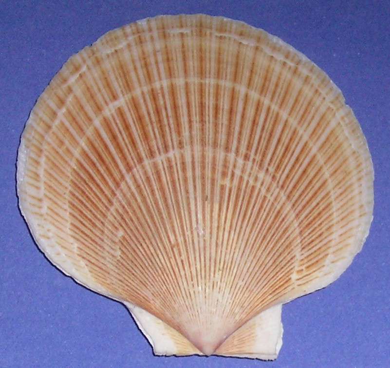 Famiglia Pectinidae