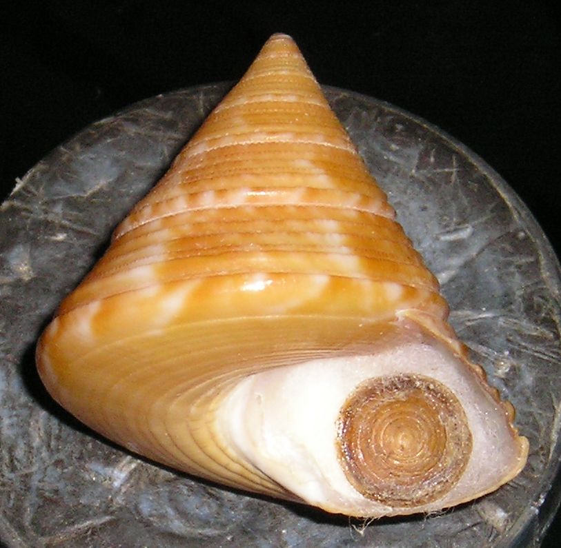 Gli altri Calliostoma