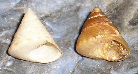Gli altri Calliostoma