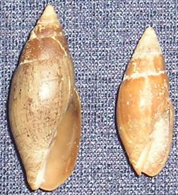 Mitra zonata