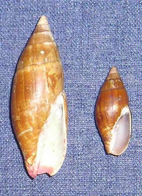 Mitra zonata