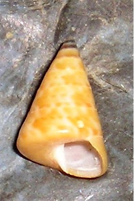 Iconografia calliostoma laugieri