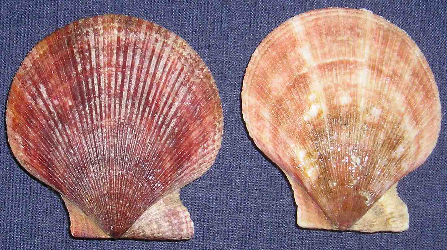 Famiglia Pectinidae