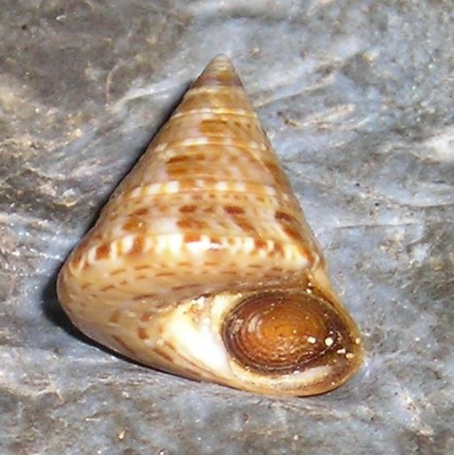 Iconografia calliostoma laugieri