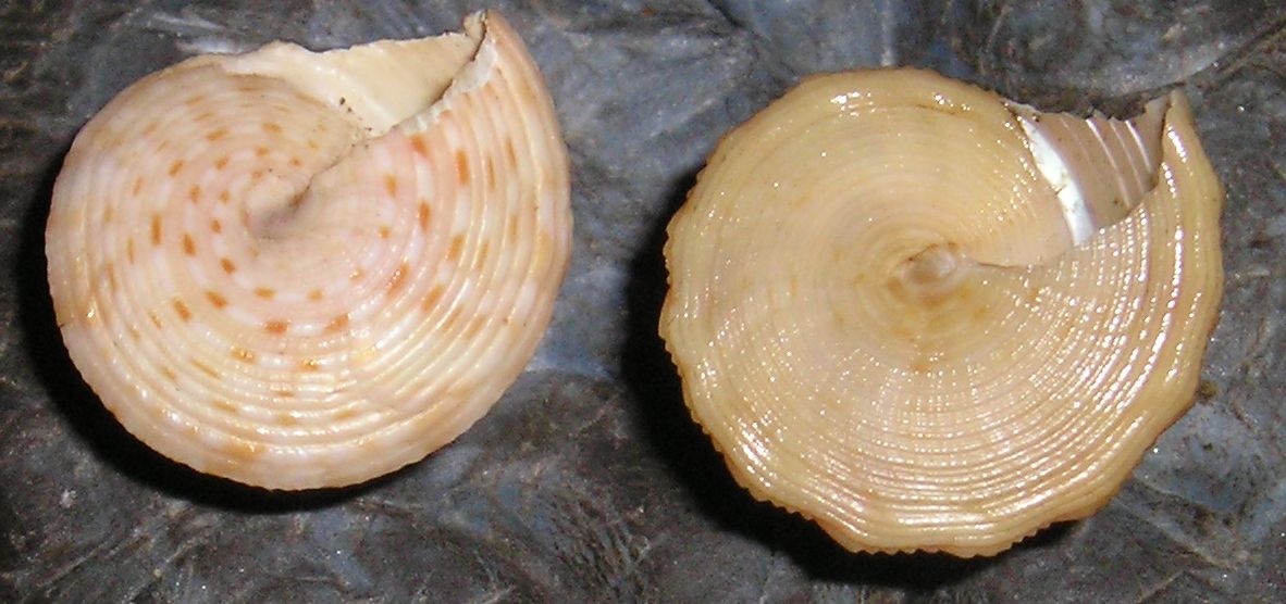 Gli altri Calliostoma