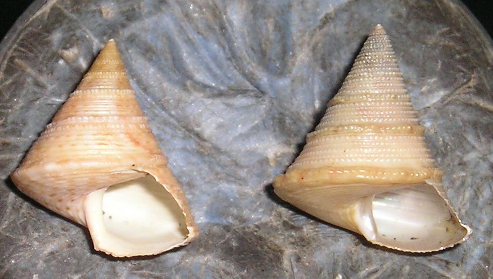 Gli altri Calliostoma