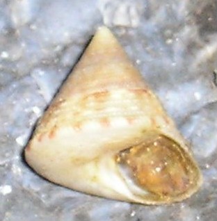 Gli altri Calliostoma